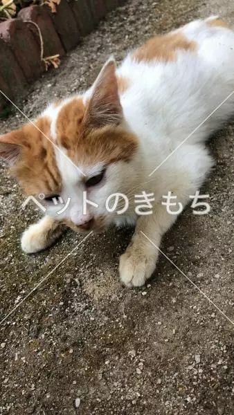 保護猫の画像