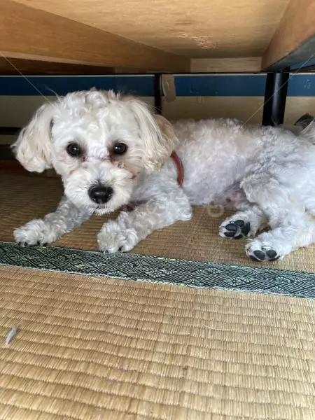 迷子犬の画像