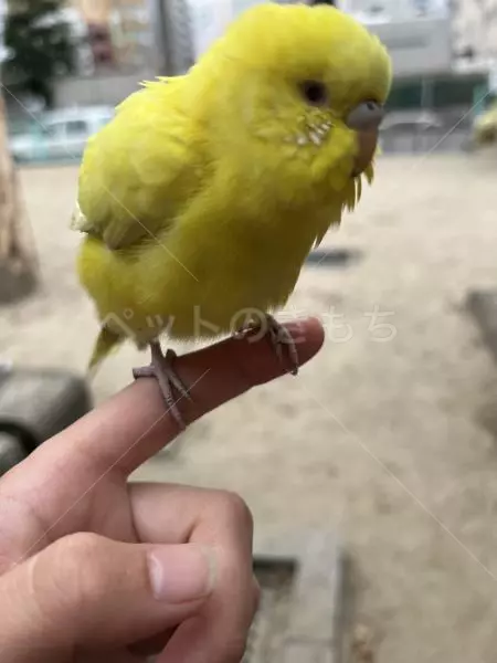 コメントの画像