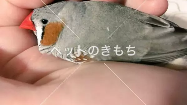 迷子鳥の画像