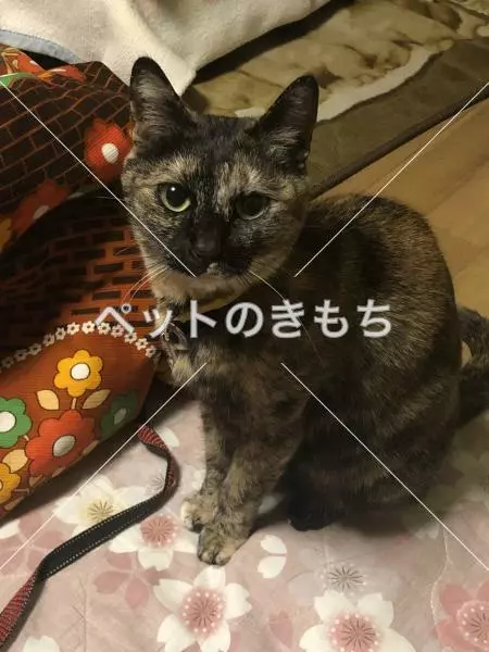 迷子猫の画像