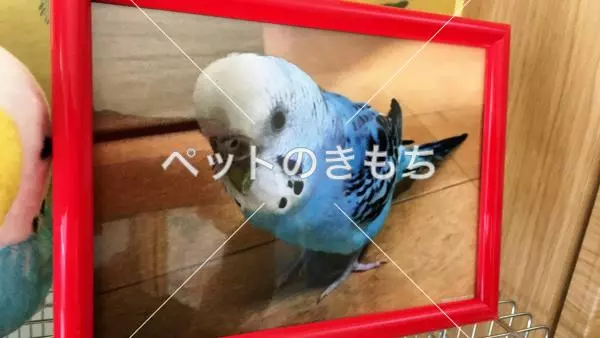 迷子鳥の画像