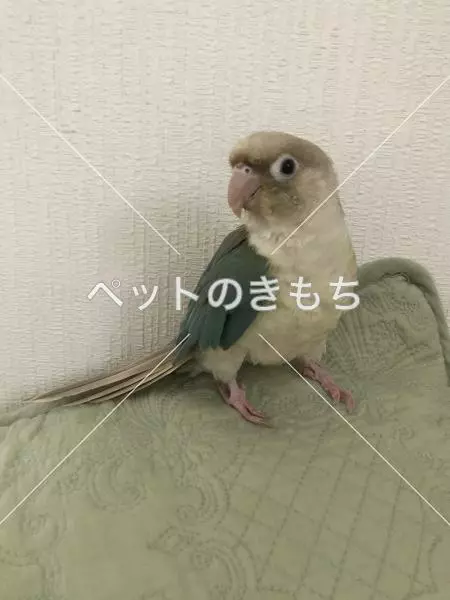 迷子鳥の画像