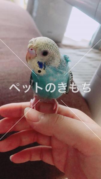 迷子鳥の画像