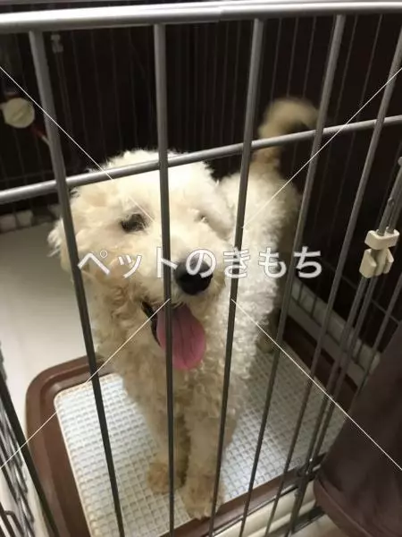 保護犬の画像