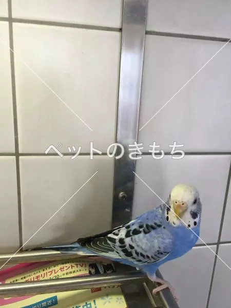 コメント投稿の画像