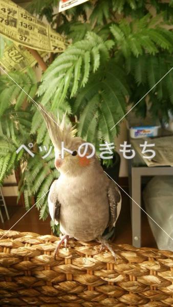 迷子鳥の画像