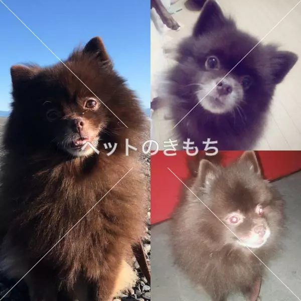 迷子犬の画像