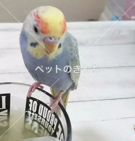 迷子鳥の画像