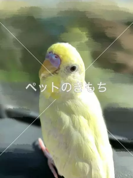 迷子鳥の画像