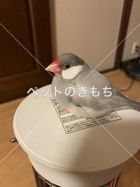 迷子鳥の画像