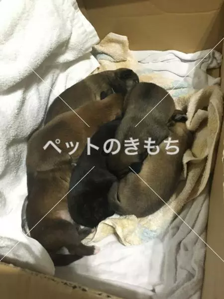 コメント投稿の画像