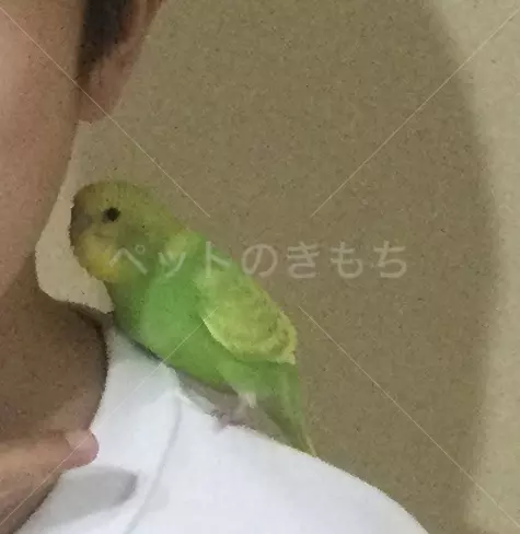 迷子鳥の画像