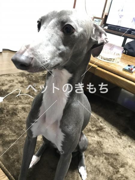 迷い犬の写真