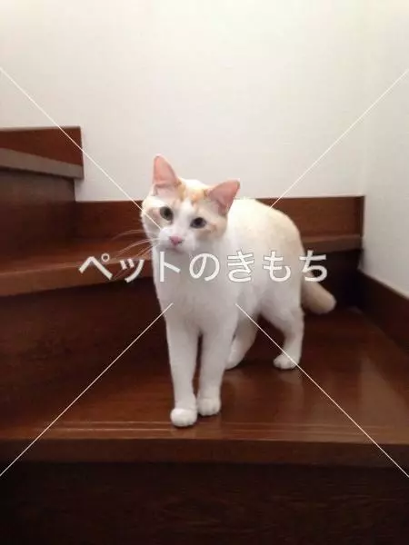 迷子猫の画像