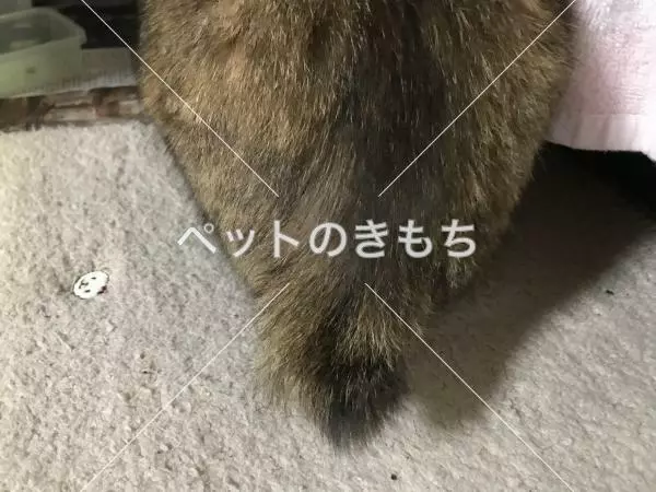 コメント投稿の画像