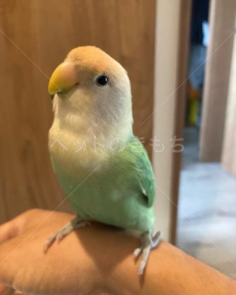 迷子鳥の画像