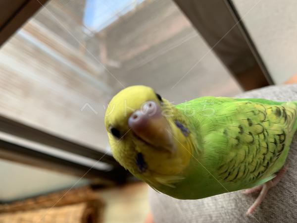迷子鳥の画像