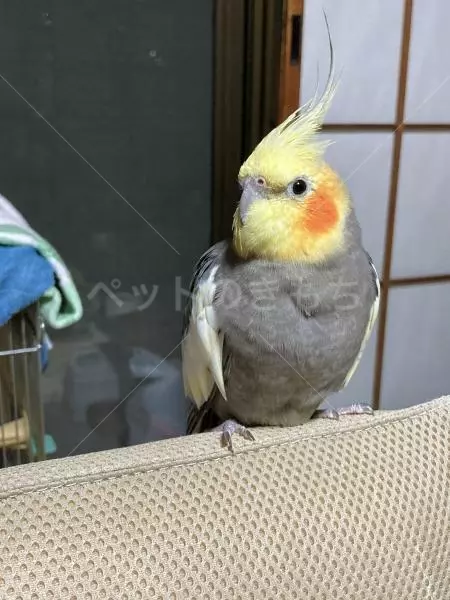 迷子鳥の画像