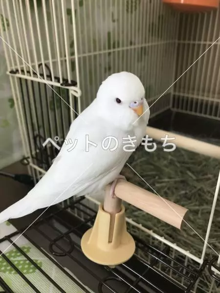迷子鳥の画像