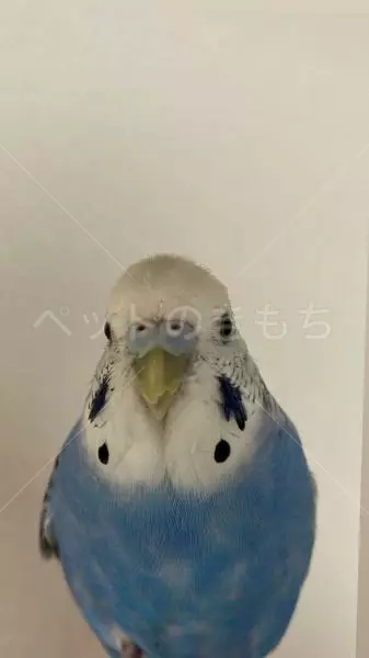 迷子鳥の画像