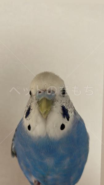 迷子鳥の画像