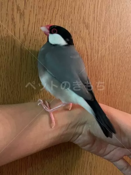迷子鳥の画像