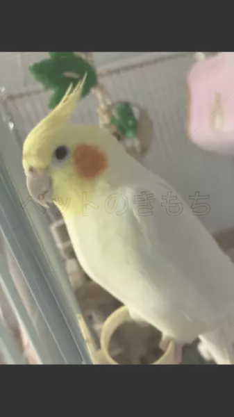 迷子鳥の画像