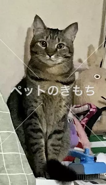 迷子猫の画像