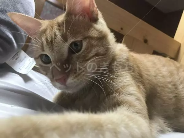 迷子猫の画像