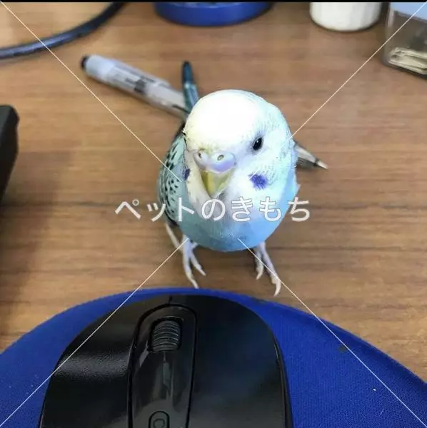 迷子鳥の画像