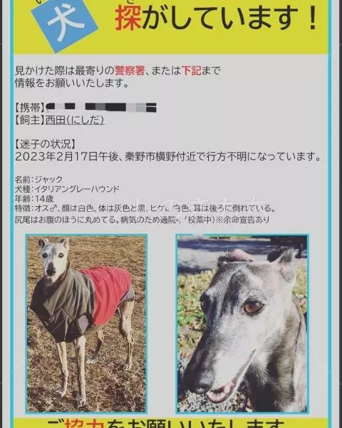 迷子犬の画像