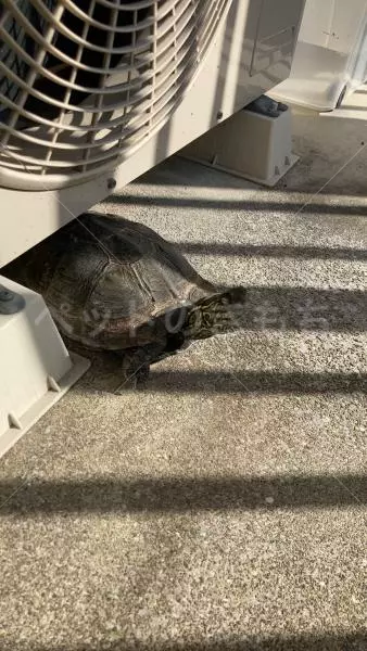 迷子ペットの画像