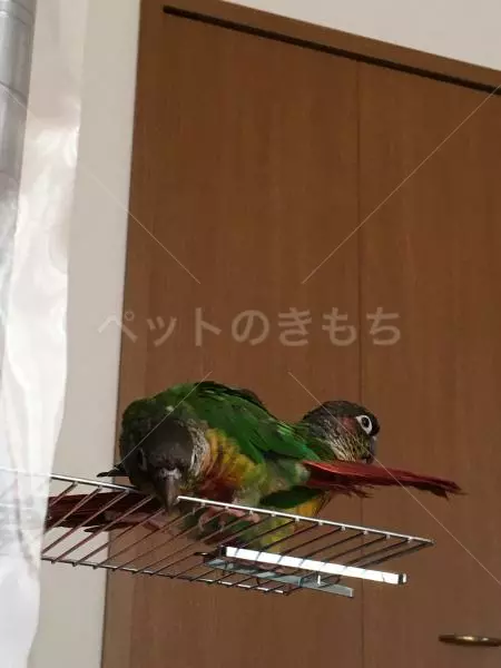 迷子鳥の画像