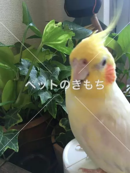 迷子鳥の画像