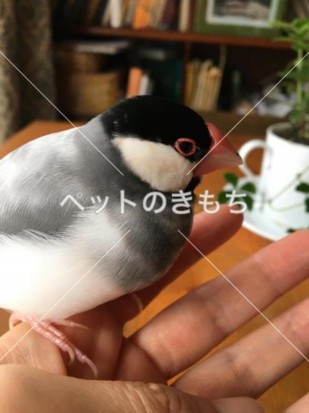 コメント投稿の画像