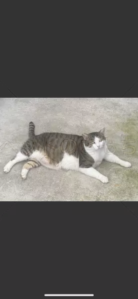 迷子猫の画像