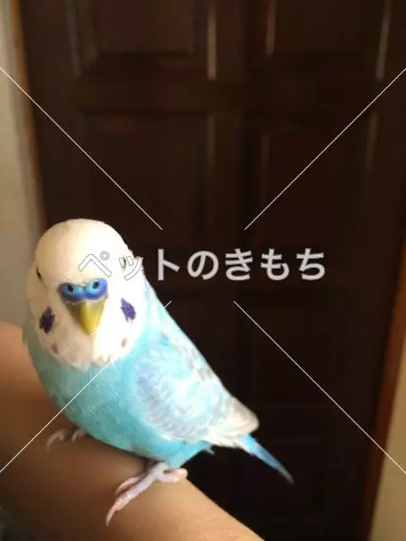 迷子鳥の画像