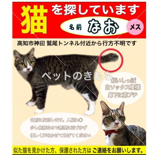 迷い猫の写真