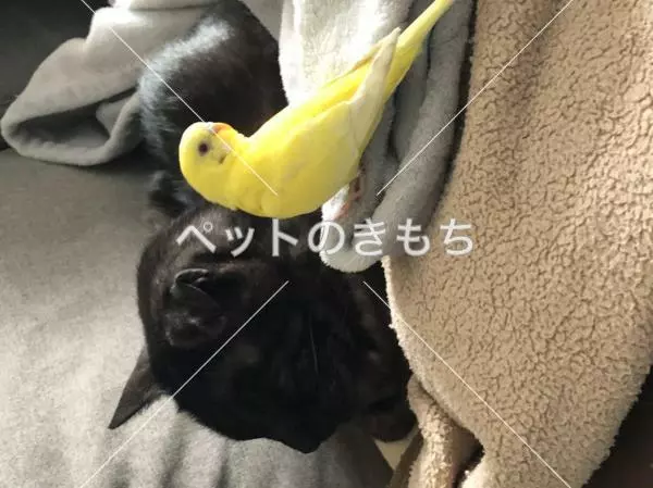 迷子鳥の画像