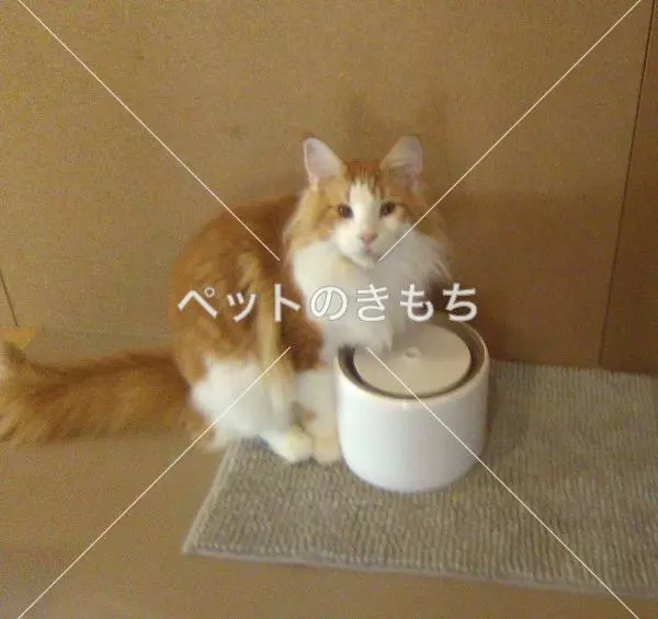 迷子猫の画像