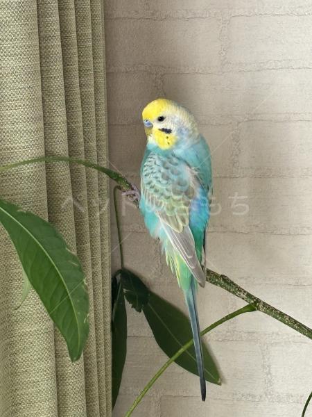 迷子鳥の画像