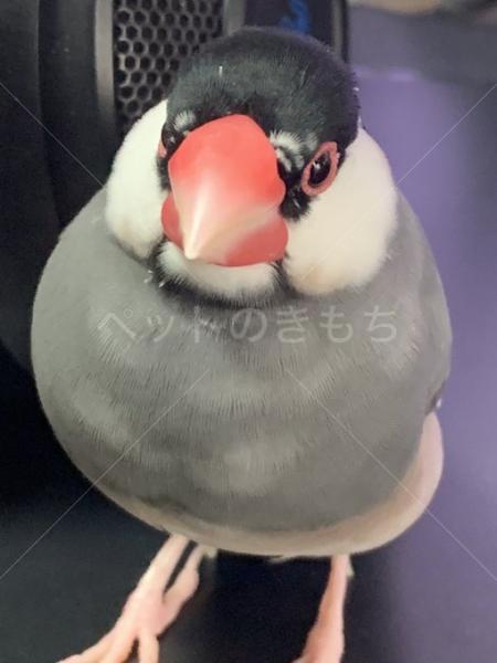 迷子鳥の画像