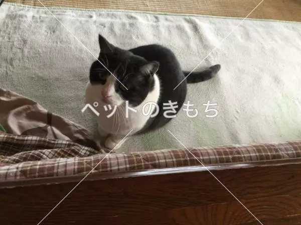 迷子猫の画像