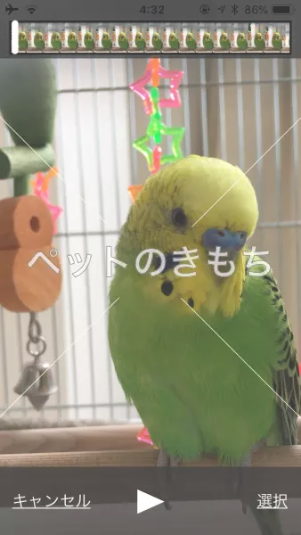 迷子鳥の画像