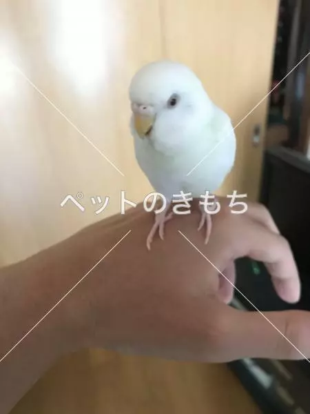 迷子鳥の画像