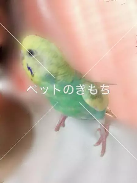 迷子鳥の画像