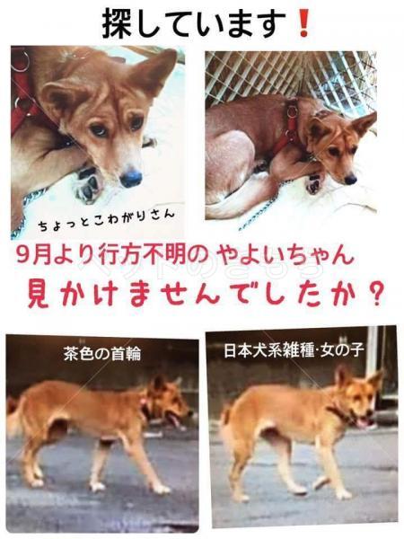 迷子犬の画像