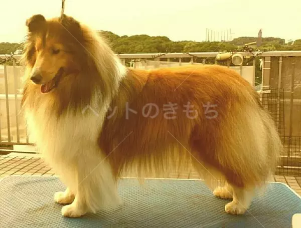 迷子犬の画像