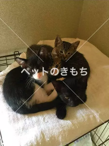 迷子猫の画像